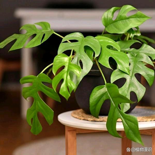 植迷不悟