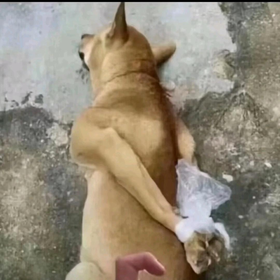 纯白喵酱