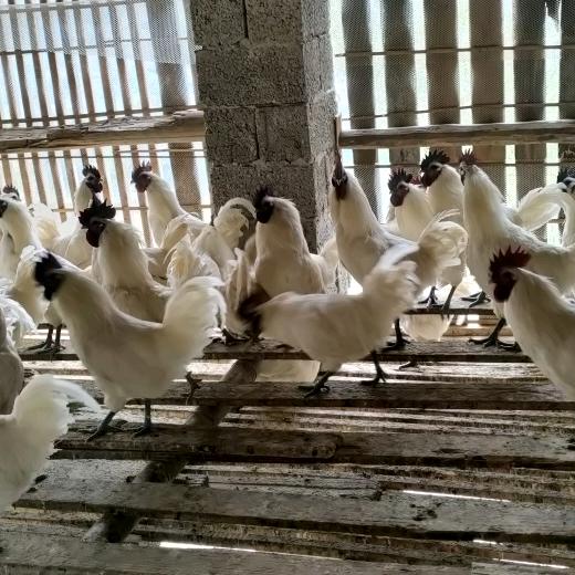 庙坪  白羽乌鸡