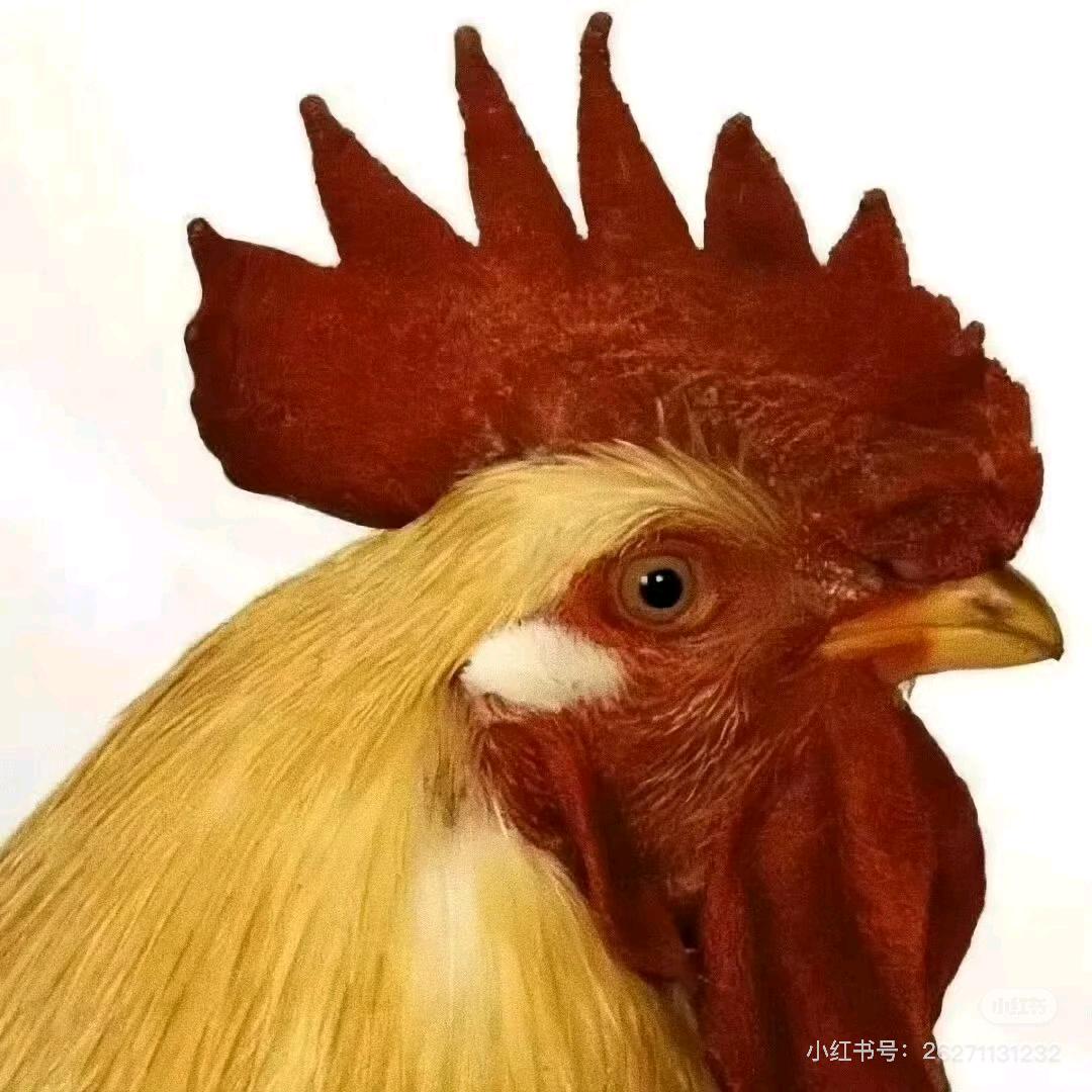 好鸡饲养员