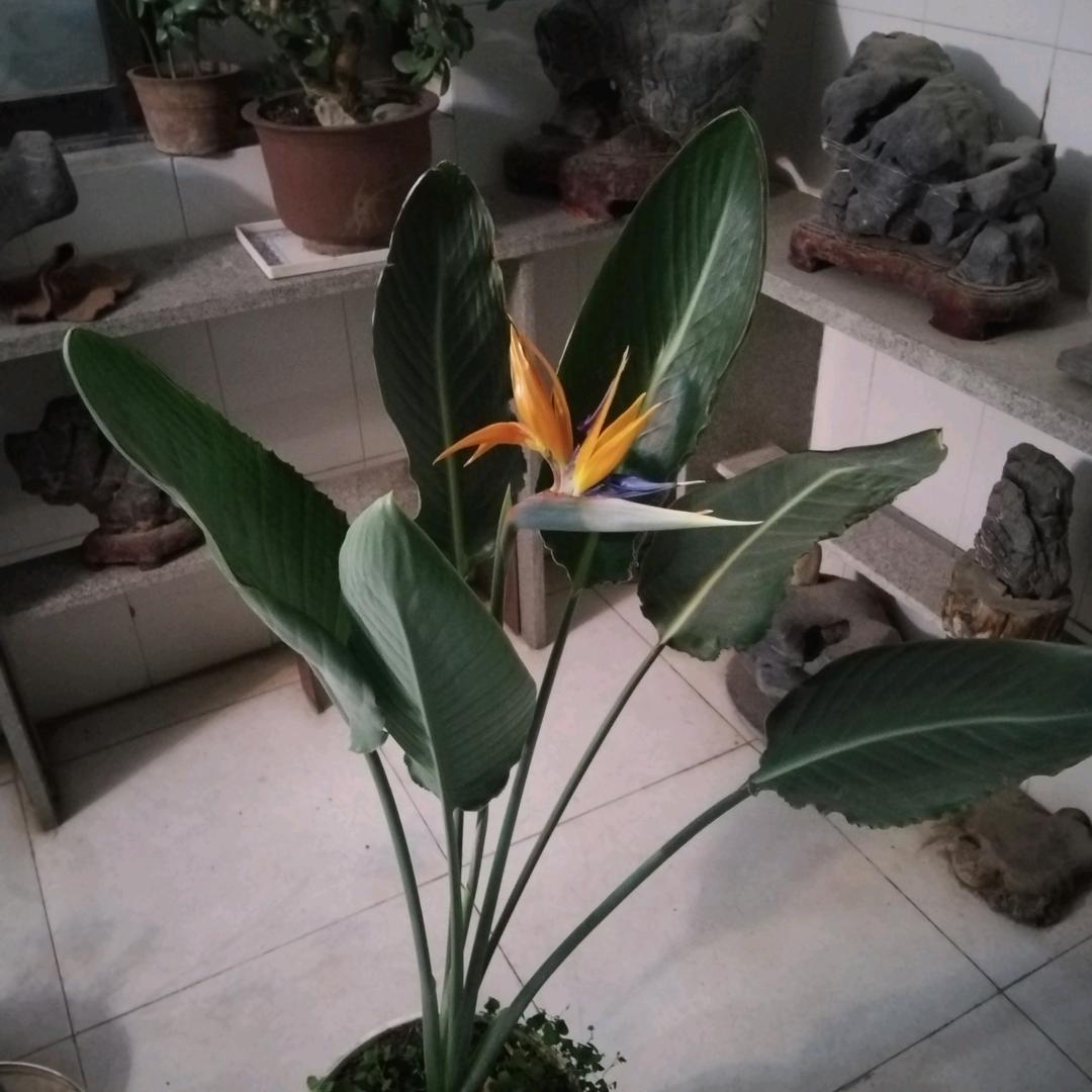 树清