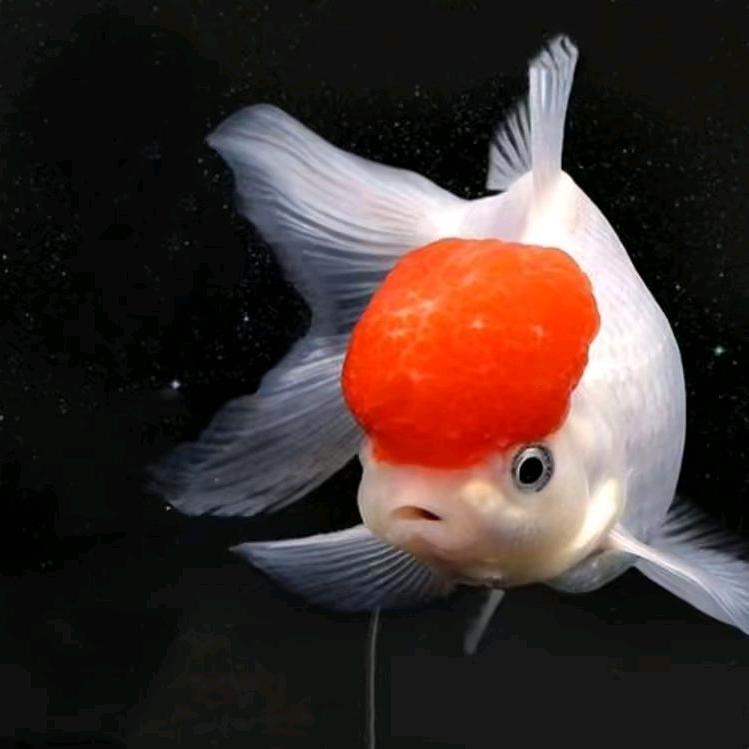 ࿐ཉི༗࿆涛༗࿆ཉི࿐