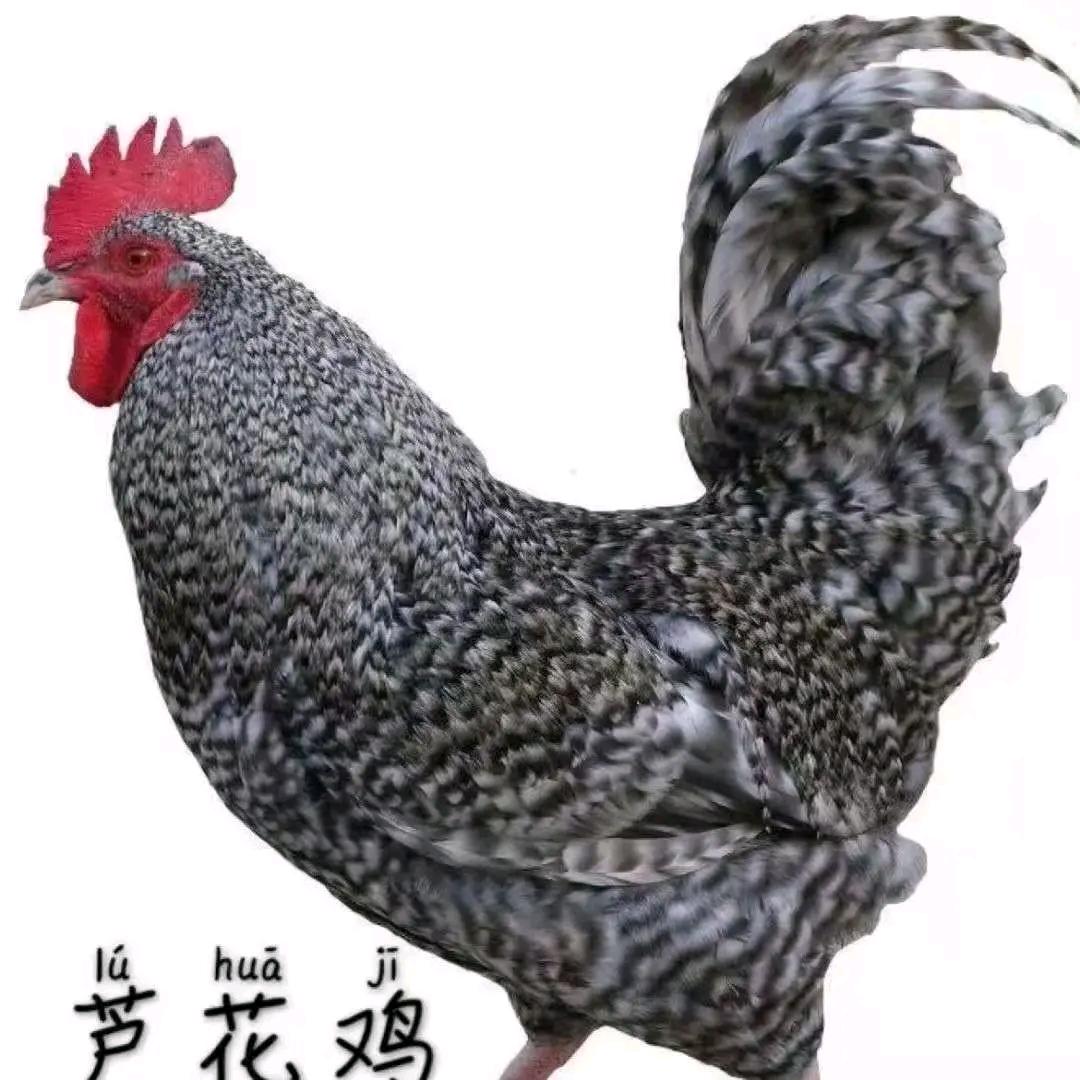 艾力