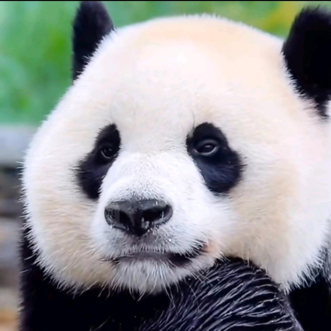panda追逐