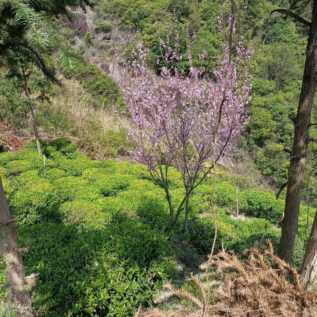 陈群