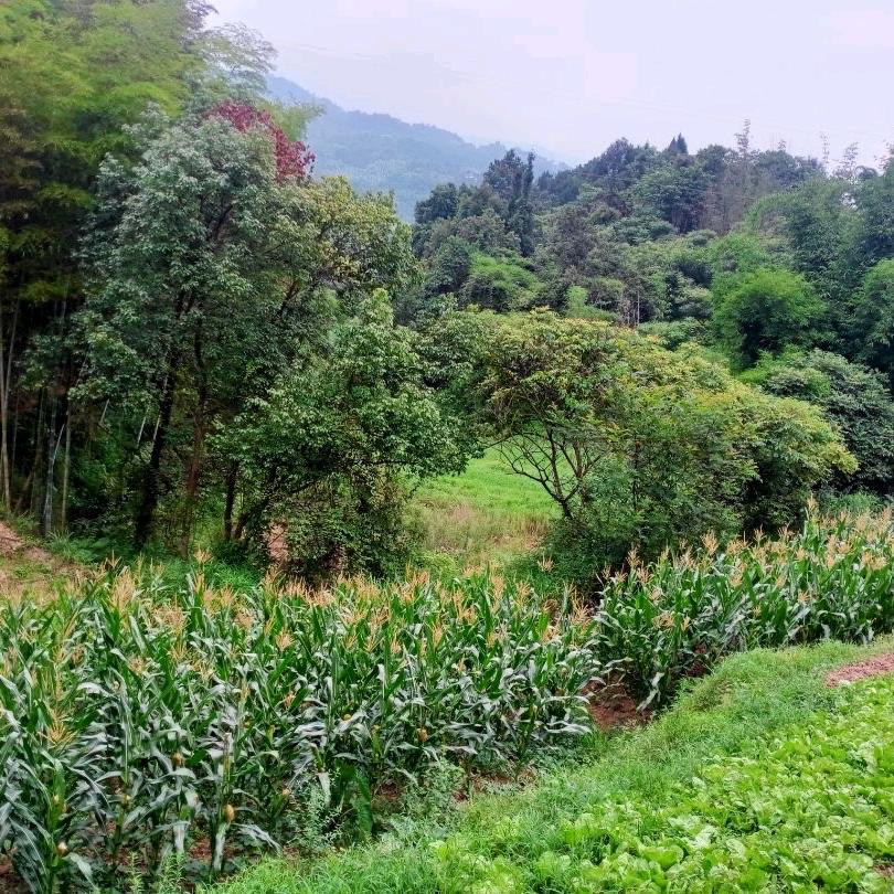 @人间沧桑
