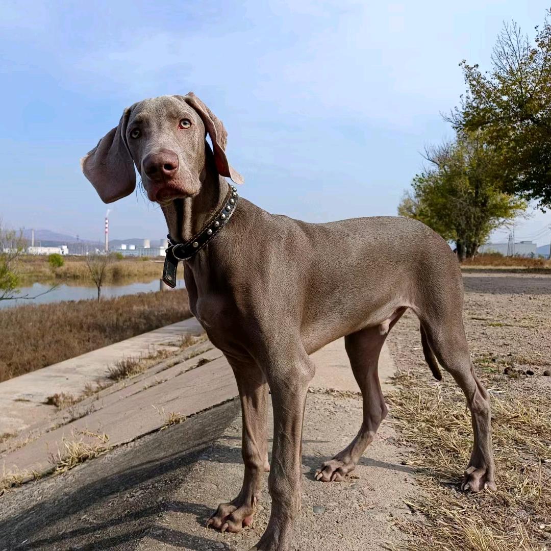 桔梗🐶的金条儿