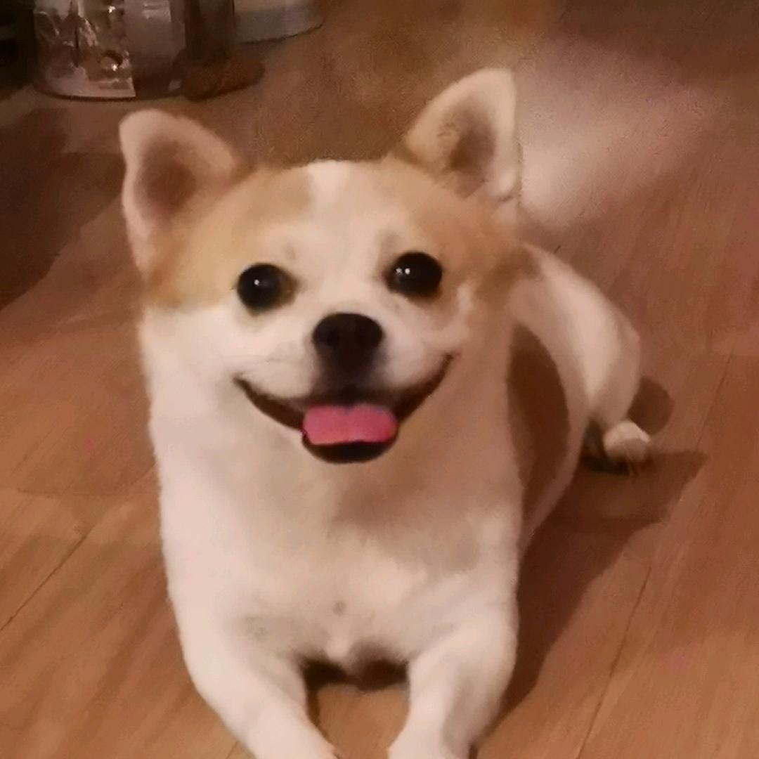 咖咖咖咖咖喱🦋