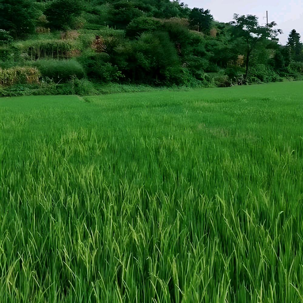 🌞(天赋吉运)广昌金管家瓷砖窗帘🌙