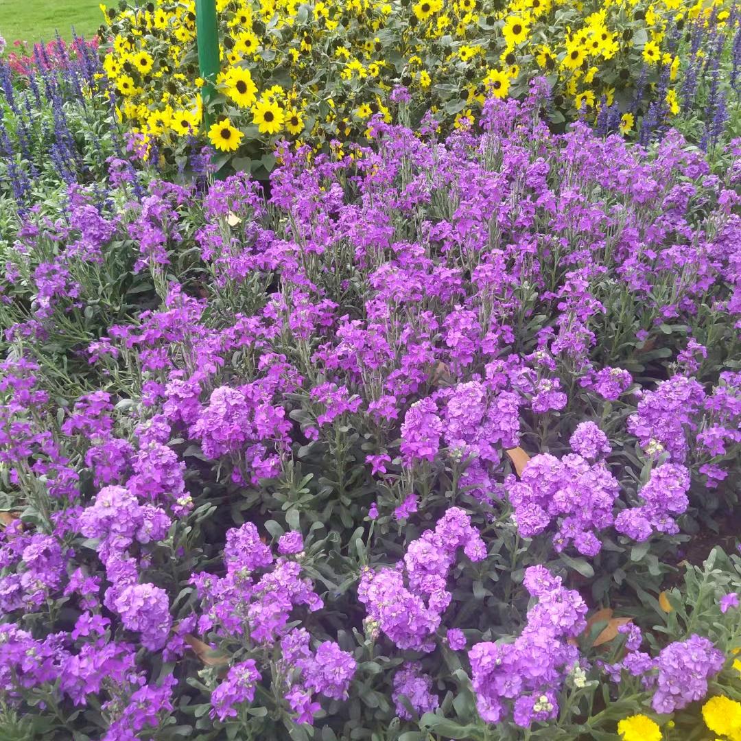 带刺的玫瑰🍀🍀🍀