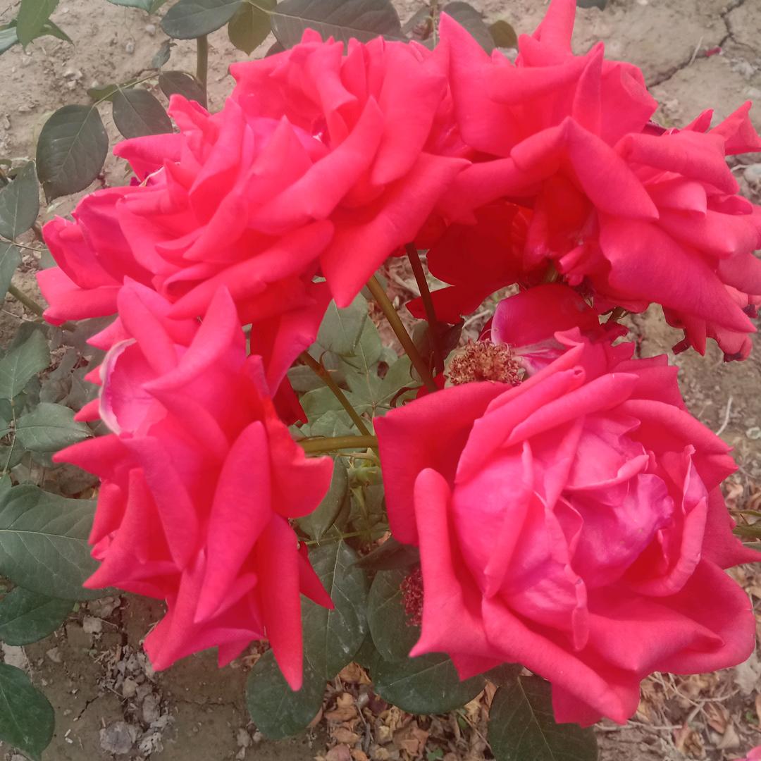 忍心忍意小靳靳