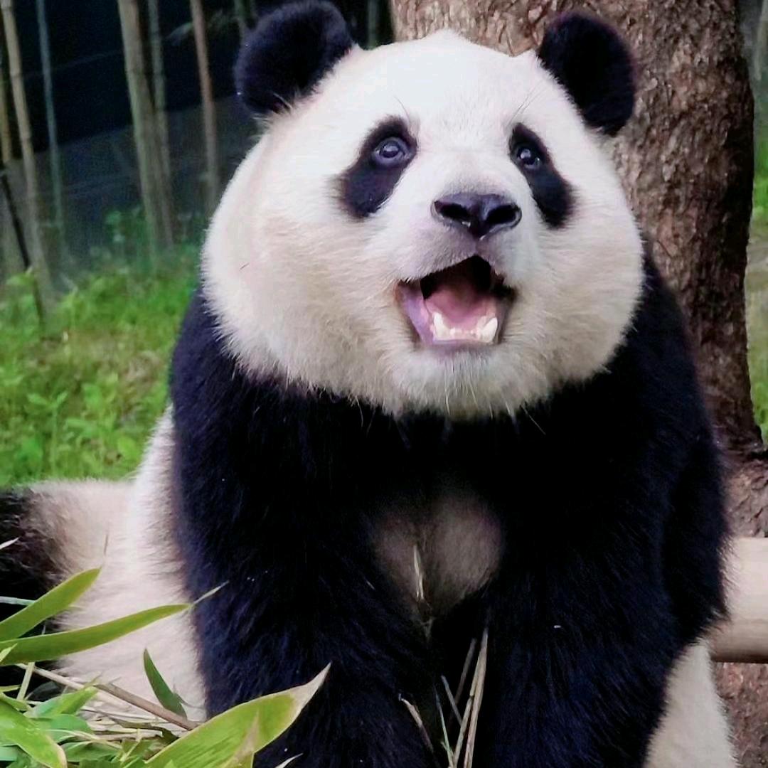 黑白团子