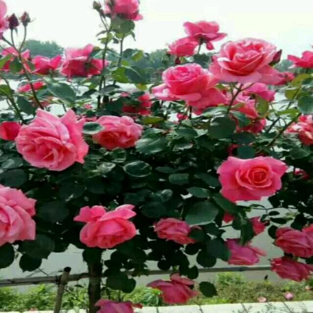 🌷回忆再美🌷