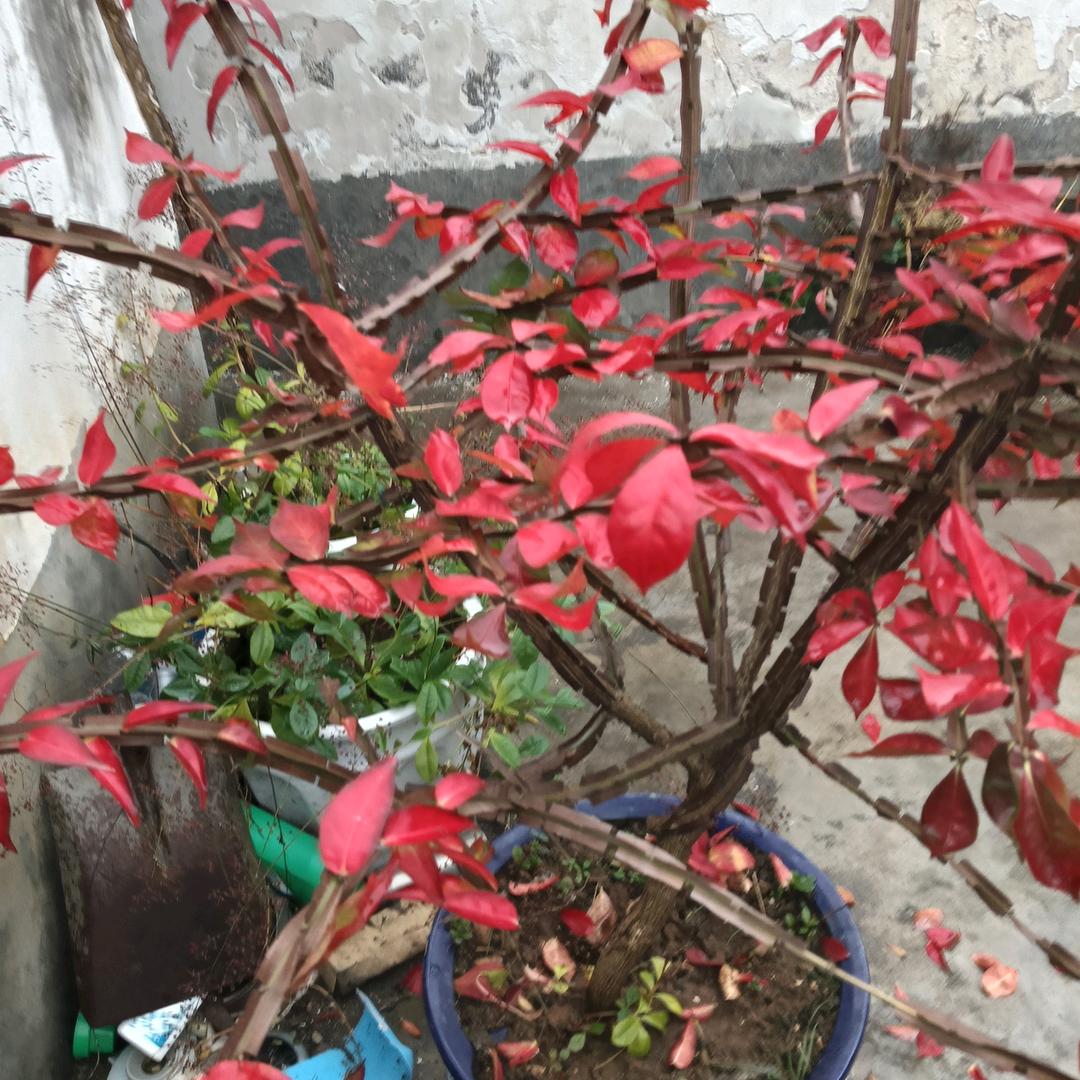 好事成双