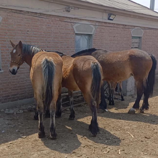 A飛鸟de痕迹，侯哥