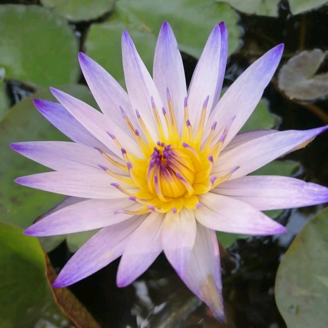 茉♛莉
