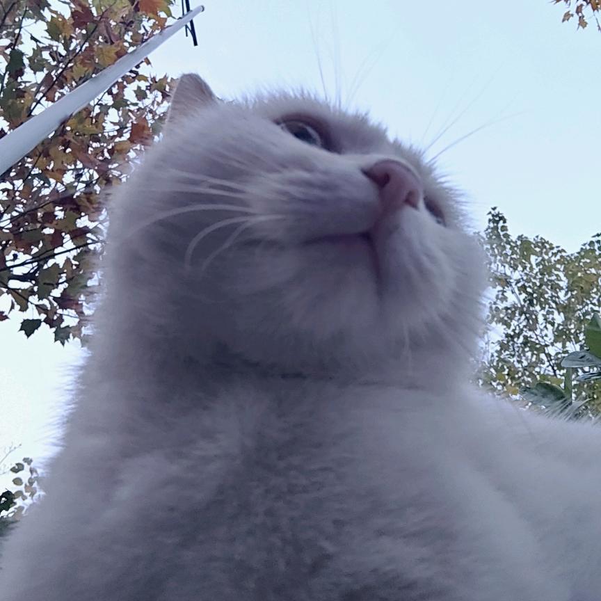 除你智商