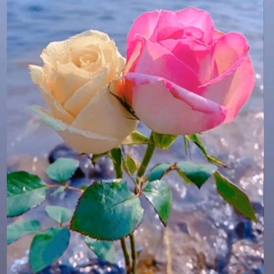 ℋღ᭄蓝🍒᭄💞࿐