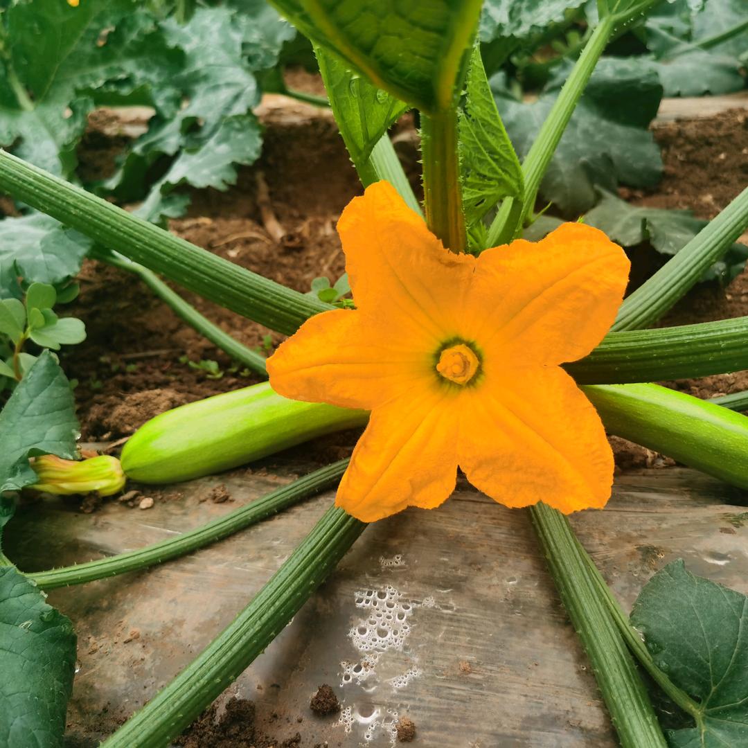 菜苗哥 豆根农资