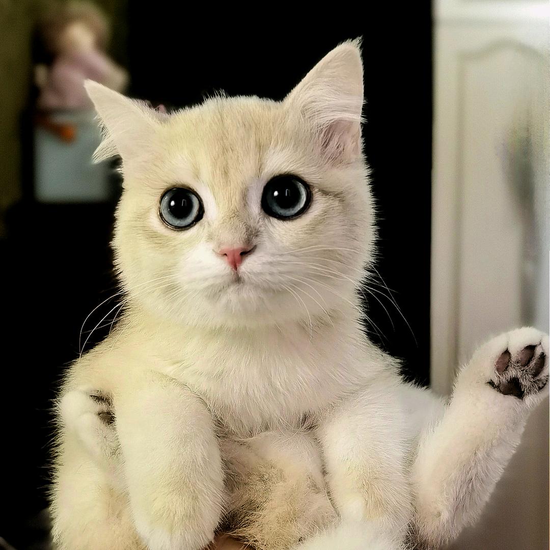 汤姆猫喵喵喵