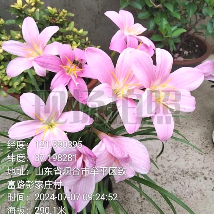海的女儿