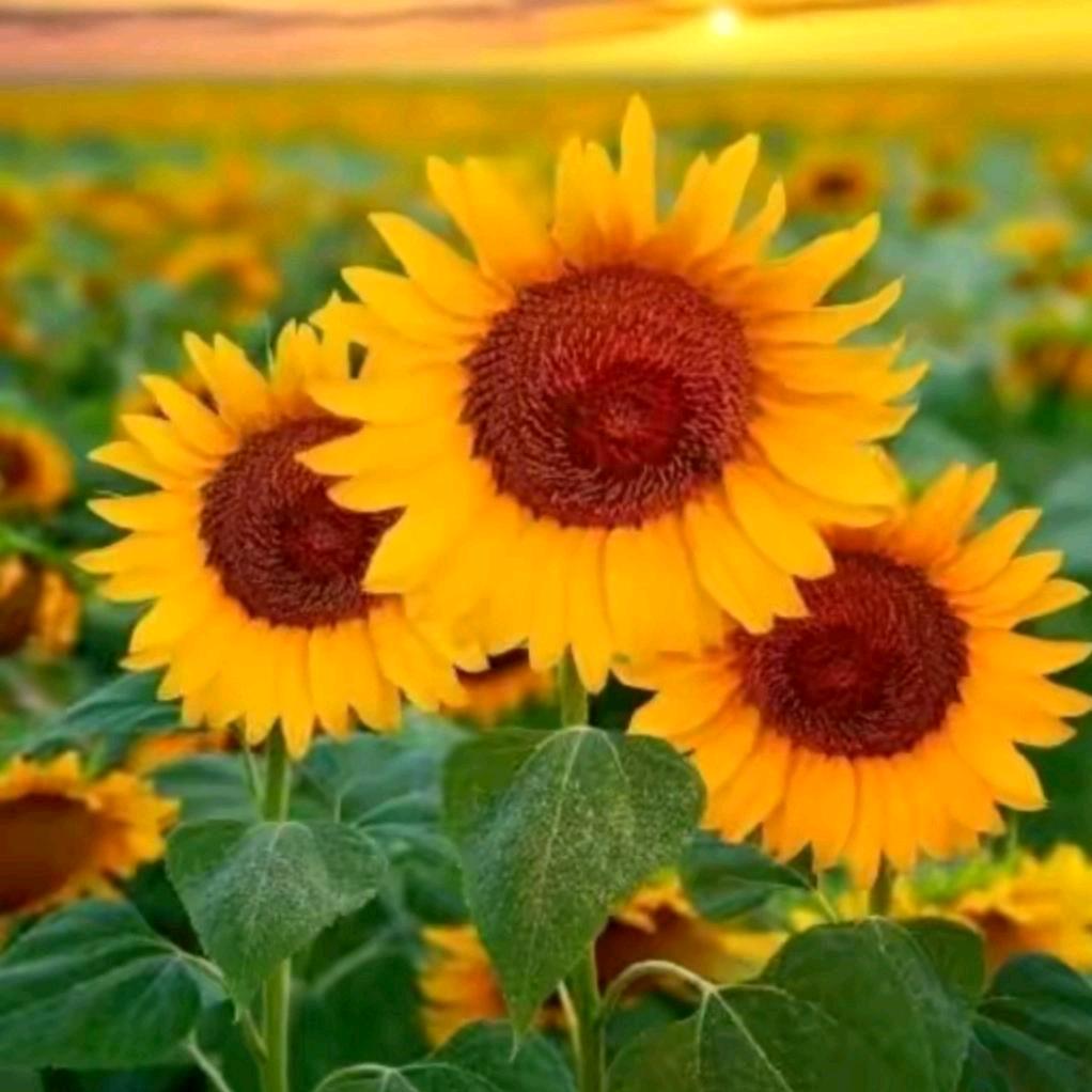 🔆除甲醛的小阿姨🌺