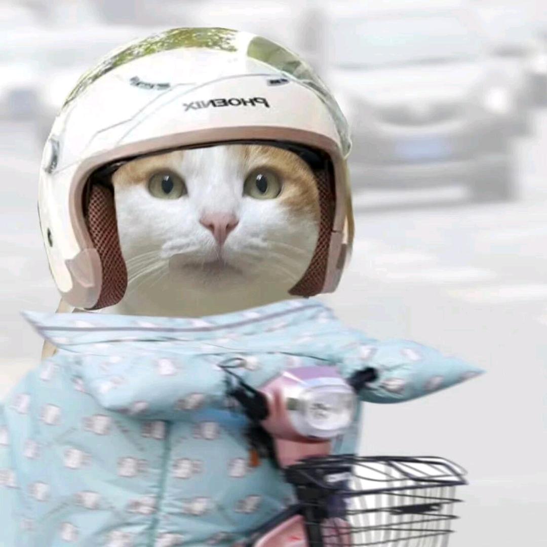 猫meme
