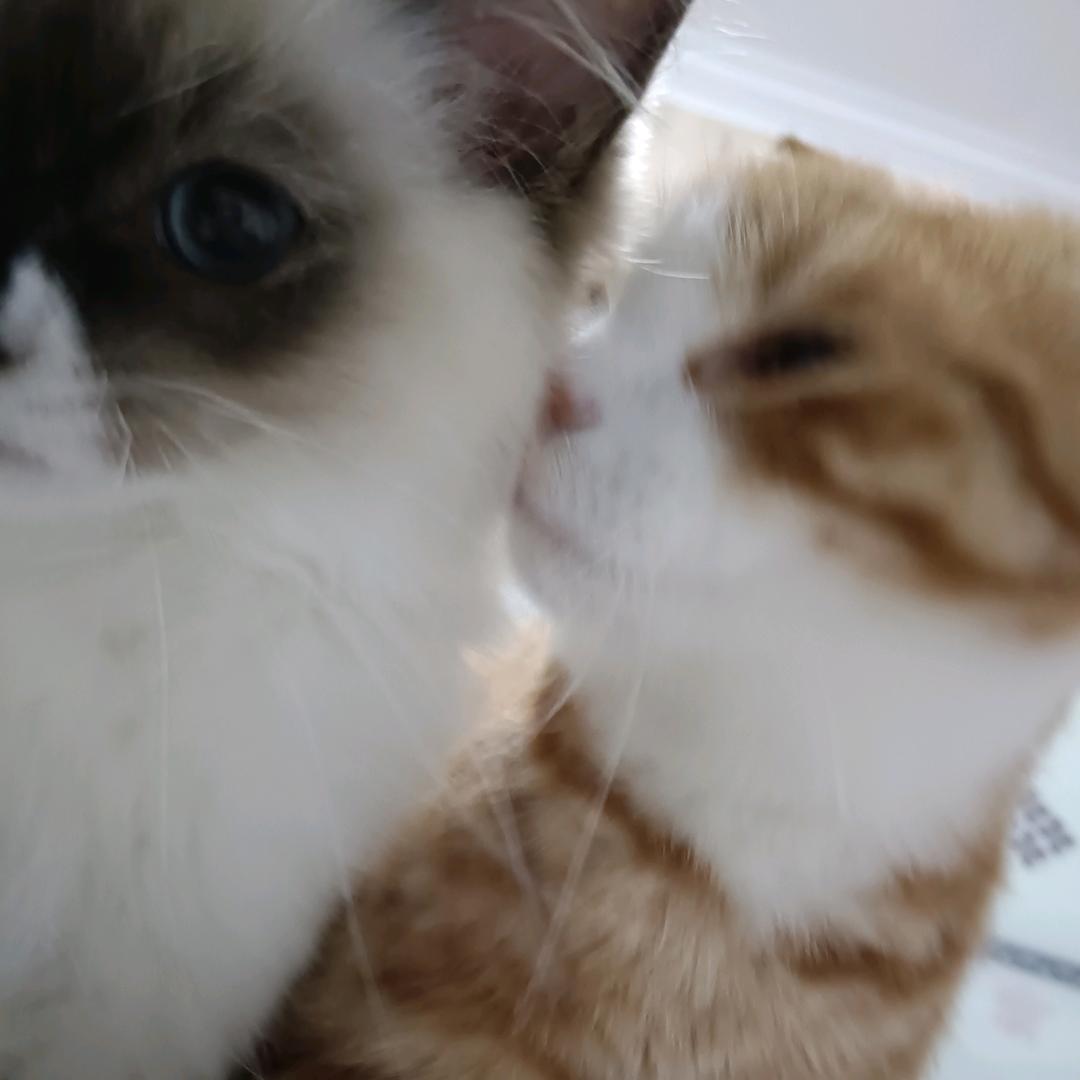 阿颜不想努力了