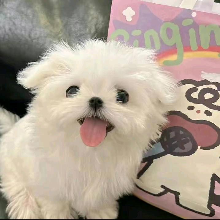 想吃烤冷面