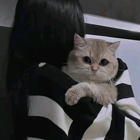 茜茜可
