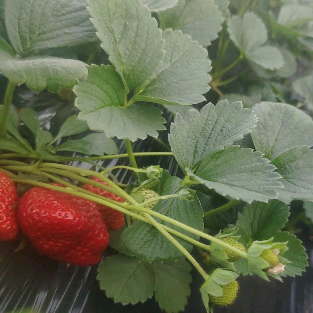 胜元种植家庭农场