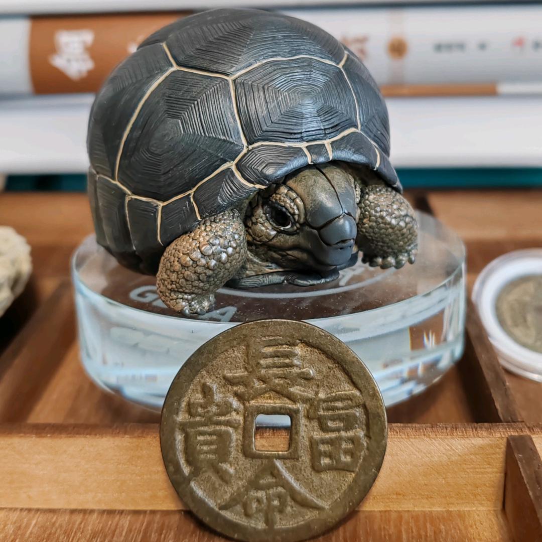 爱龟收藏