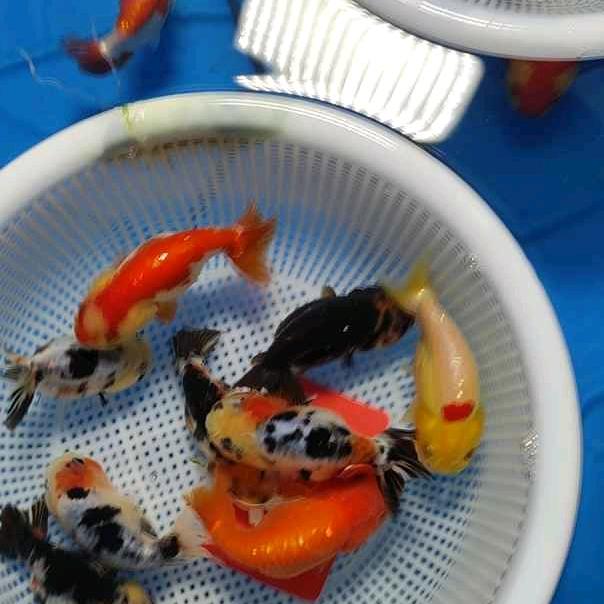 朋飞观赏鱼