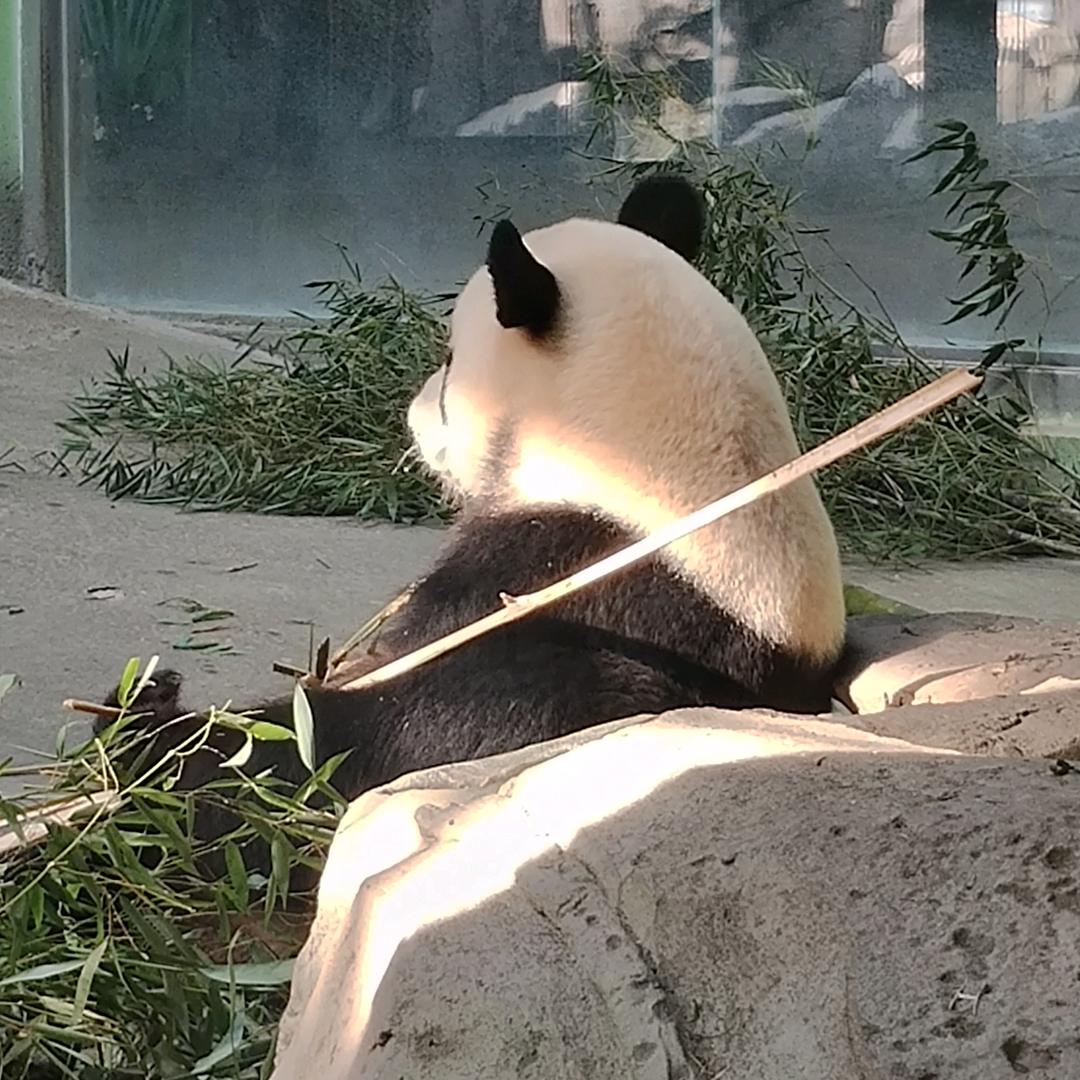 常二毛