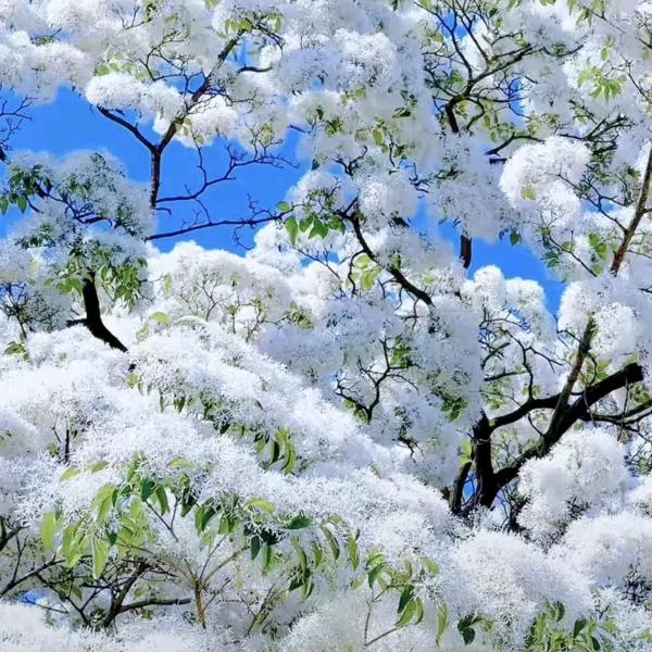 🌸美好的回忆🌸