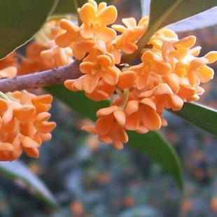 温暖家桂花缘