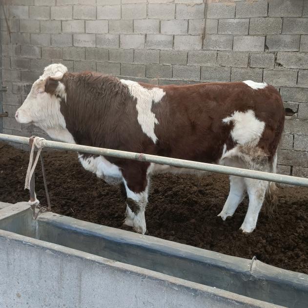 莱州肉牛购销合作社刘群峰