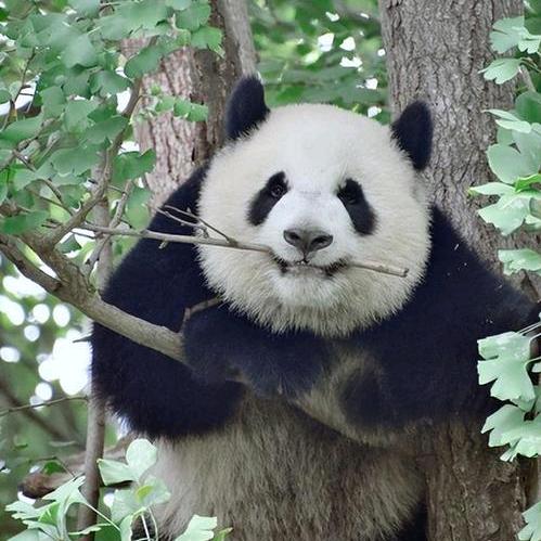 靓仔
