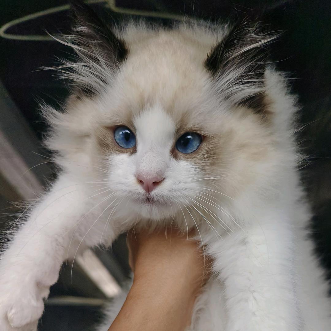 西昌精品繁育犬舍