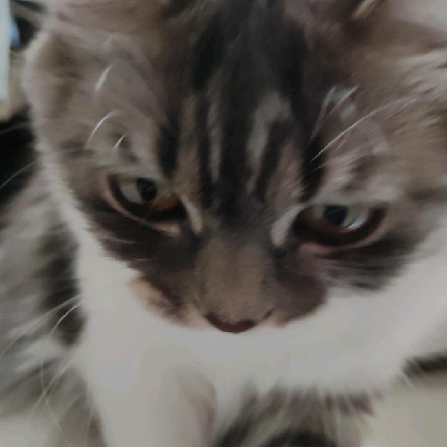 奇奇怪怪王狸猫