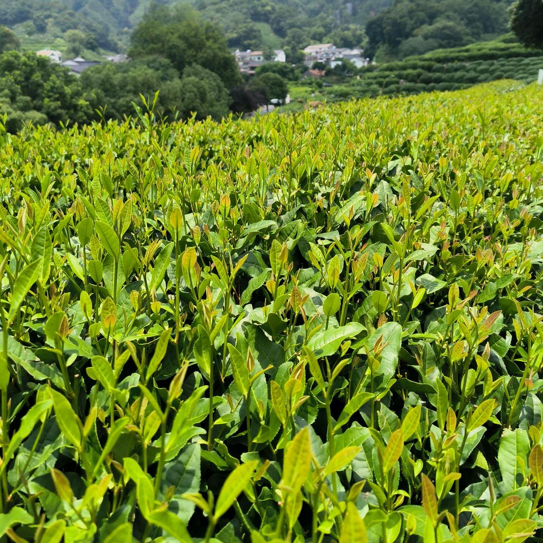 用户588260229645