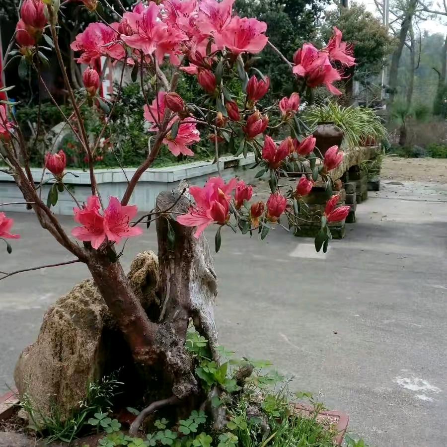三安郑裁缝