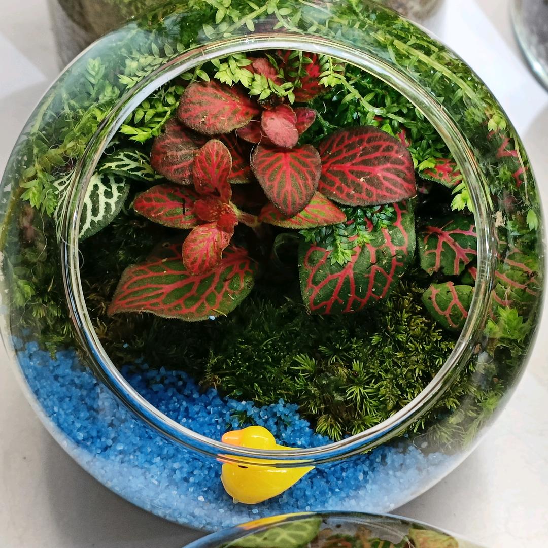 进财多宝山⛰️翠微