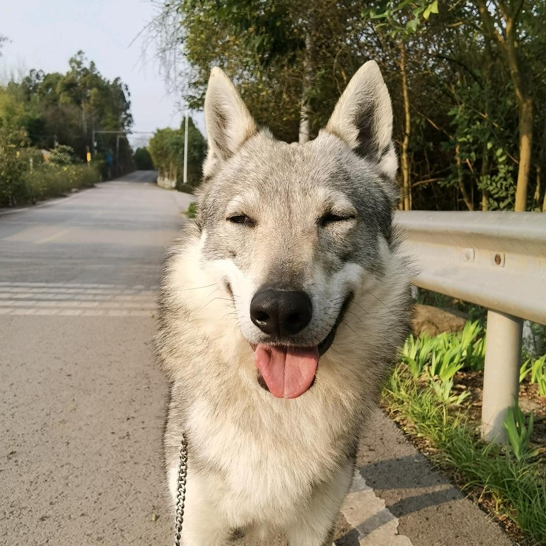成都捷克狼犬。🈶小狼
