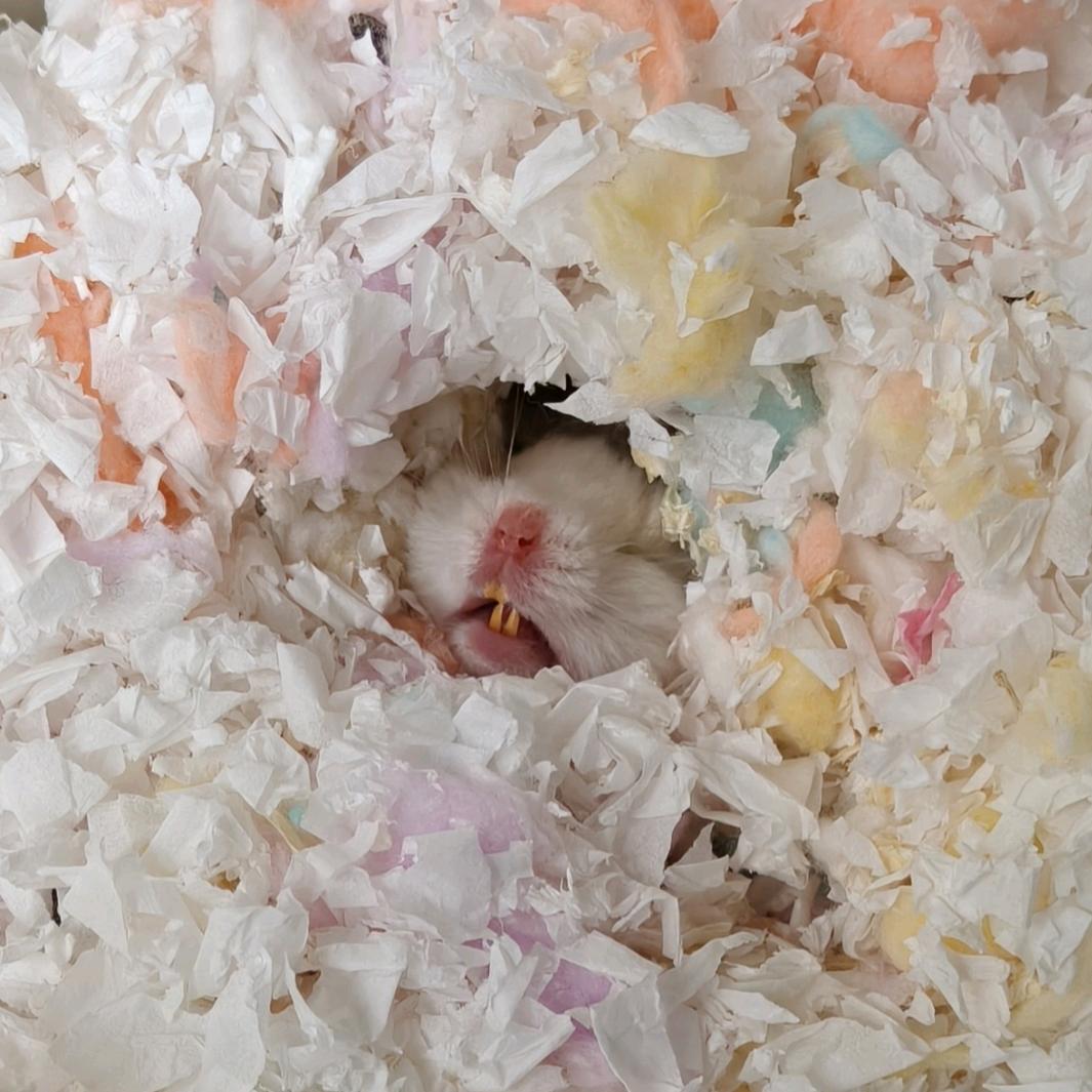 小弥