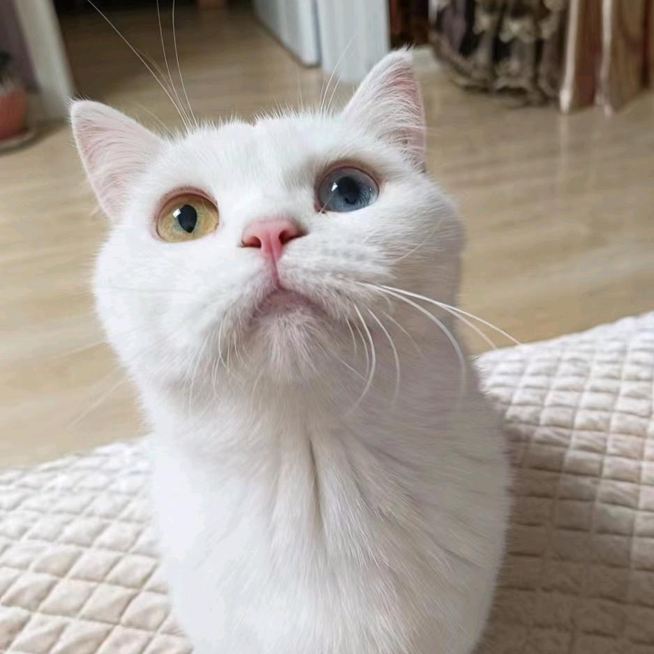喵咪吖美食