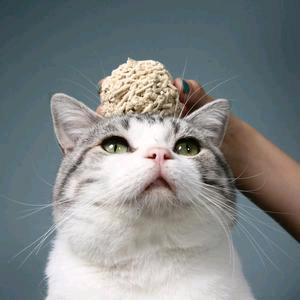 资深铲屎官宠物好物（批发价）