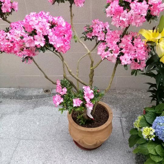 丬↘↘沁↘爛头像