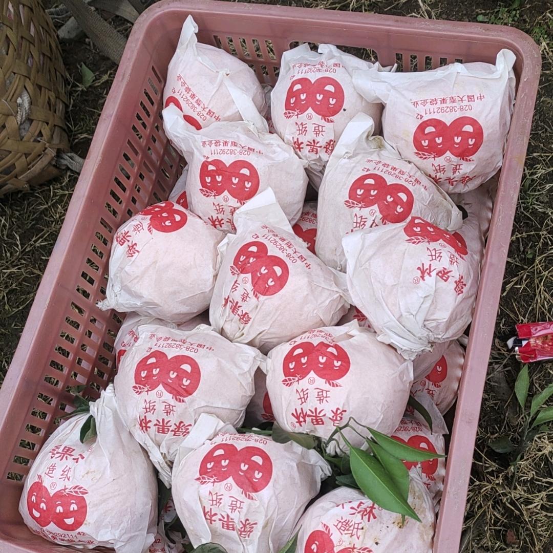 小郑爱媛耙耙柑