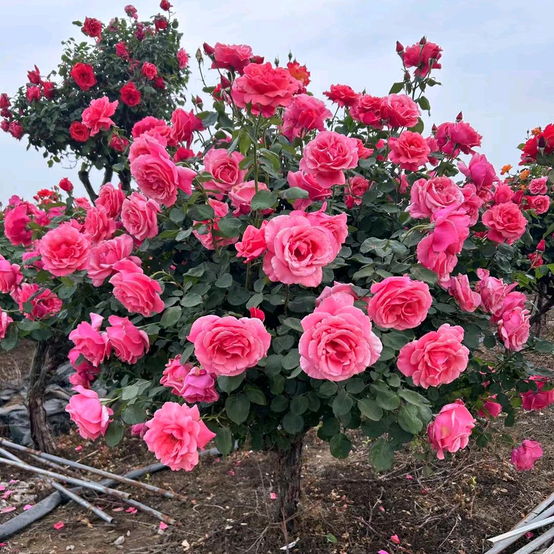 南阳月季基地-佳佳